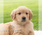 Small Photo #4 Golden Retriever Puppy For Sale in NEWPORT, PA, USA