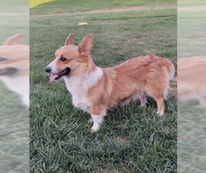 Mother of the Pembroke Welsh Corgi puppies born on 08/12/2020