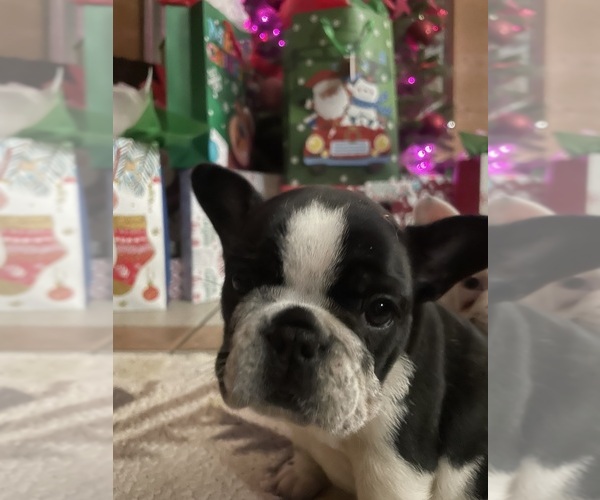 Medium Photo #11 French Bulldog Puppy For Sale in ARLETA, CA, USA