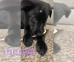 Small Photo #13 German Shepherd Dog-Goberian Mix Puppy For Sale in OMAHA, NE, USA
