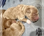 Small #8 Goldendoodle