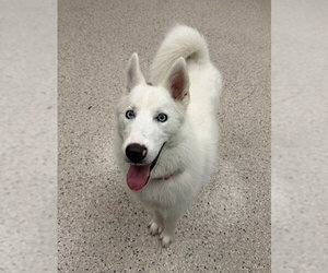Siberian Husky Dogs for adoption in Brighton, CO, USA
