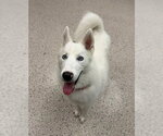 Small Siberian Husky