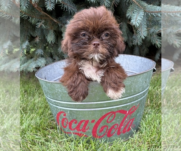 Medium Photo #3 Shih Tzu Puppy For Sale in MIDDLEBURY, IN, USA