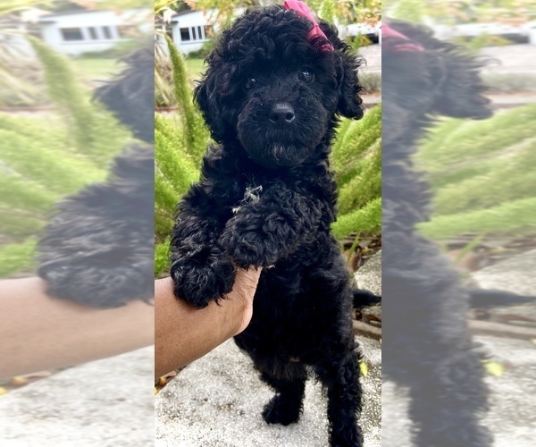 Medium Photo #1 Poodle (Miniature) Puppy For Sale in JACKSONVILLE, FL, USA