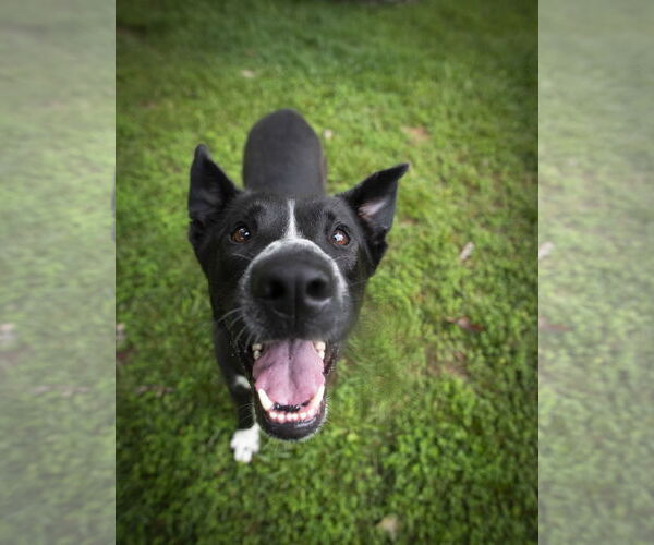 Medium Photo #3 Mutt Puppy For Sale in Arlington, VA, USA