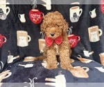 Small #4 Cavapoo