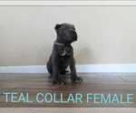 Small Photo #2 Cane Corso Puppy For Sale in APPLE VALLEY, CA, USA