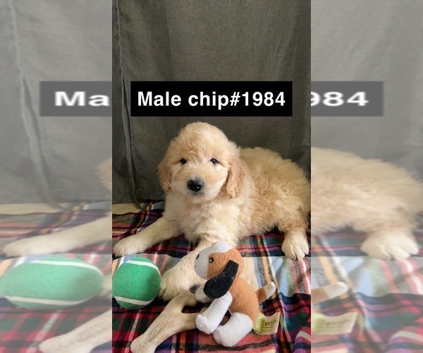 Medium Photo #5 Golden Retriever-Poodle (Toy) Mix Puppy For Sale in DONNELLSON, IA, USA