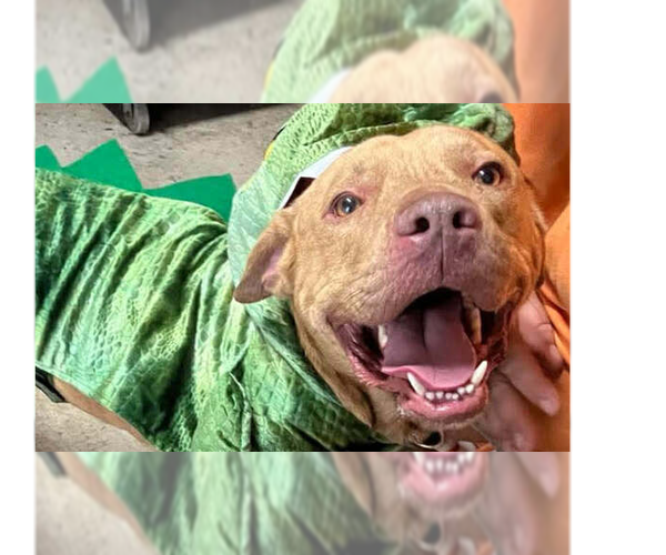 Medium Photo #1 Mutt Puppy For Sale in Abbeville, LA, USA