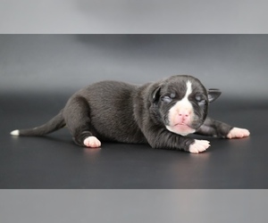 American Bully Puppy for sale in CHAMPAIGN, IL, USA