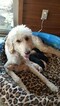 Small Photo #2 Goldendoodle Puppy For Sale in YUKON, OK, USA
