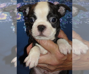 Boston Terrier Litter for sale in BEND, OR, USA