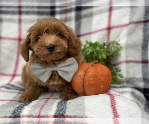 Goldendoodle-Poodle (Miniature) Mix Puppy for sale in CEDAR LANE, PA, USA