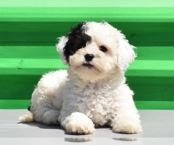 Medium Photo #12 Havanese-Maltipoo Mix Puppy For Sale in SAN DIEGO, CA, USA