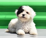 Small Photo #12 Havanese-Maltipoo Mix Puppy For Sale in SAN DIEGO, CA, USA