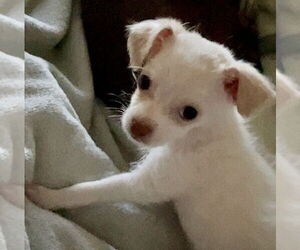 Chihuahua-Unknown Mix Dogs for adoption in Denton, TX, USA