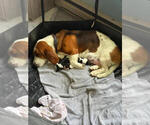 Small Photo #1 Basset Hound Puppy For Sale in MARION, IN, USA