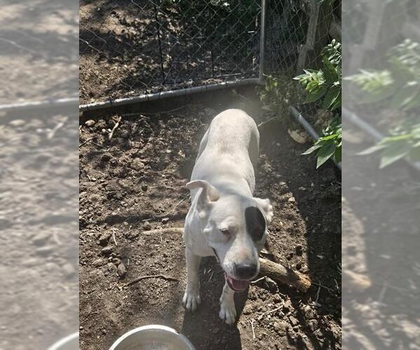 Medium Photo #1 Bulloxer Puppy For Sale in San Antonio, TX, USA