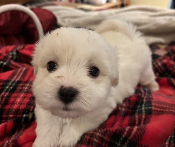 Medium Photo #2 Coton de Tulear Puppy For Sale in BIG RAPIDS, MI, USA