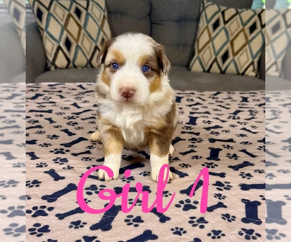 Medium Photo #45 Australian Shepherd Puppy For Sale in SALISBURY, NC, USA