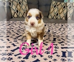 Small Photo #45 Australian Shepherd Puppy For Sale in SALISBURY, NC, USA