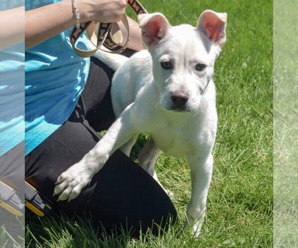 Medium Photo #3 Shepradors Puppy For Sale in Huntley, IL, USA