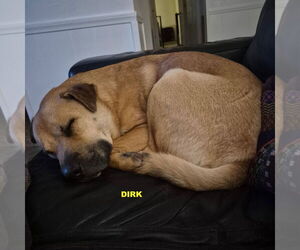 DIRK - Male Black Mouth Cur-Unknown Mix Dog for Adoption - Photo #6