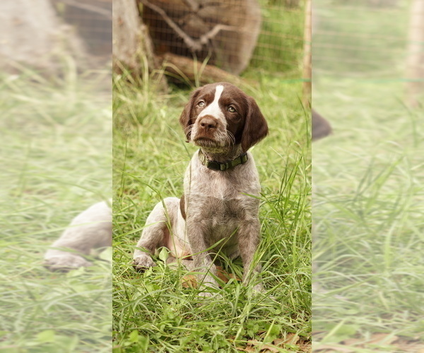 Medium Photo #3 German Shorthaired Pointer-German Wirehaired Pointer Mix Puppy For Sale in FREDERICKSBURG, TX, USA