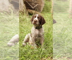 Small #2 German Shorthaired Pointer-German Wirehaired Pointer Mix