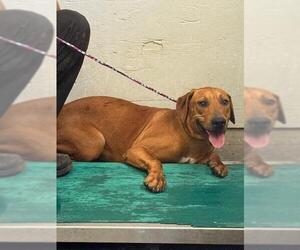 Labrador Retriever-Unknown Mix Dogs for adoption in Camarillo, CA, USA
