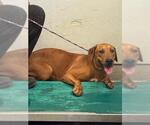 Small Labrador Retriever Mix