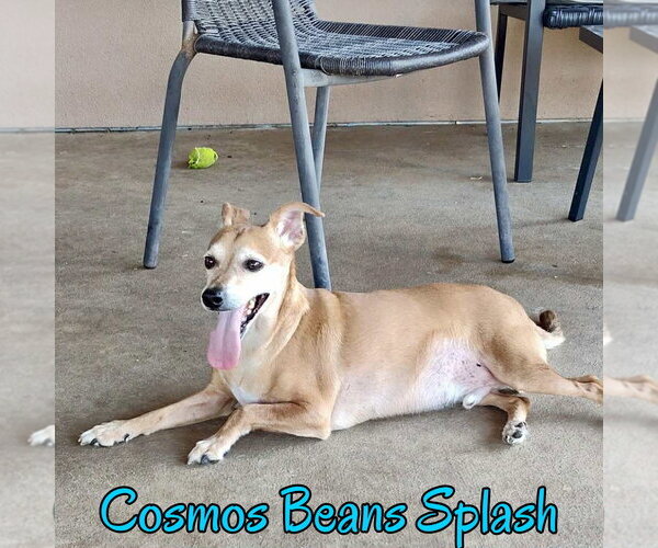 Medium Photo #16 Chiweenie Puppy For Sale in San Antonio, TX, USA