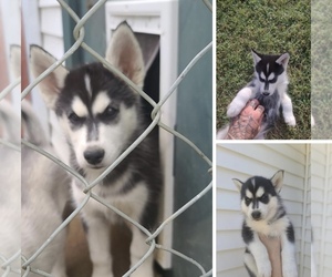 Alaskan Husky Puppy for sale in MECHANICSVILLE, VA, USA