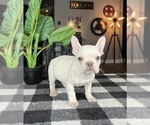 Small Photo #5 French Bulldog Puppy For Sale in FRANKLIN, IN, USA