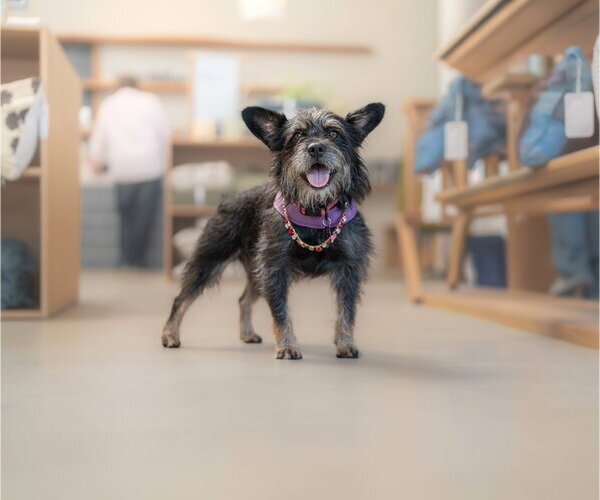 Medium Photo #4 Mutt Puppy For Sale in Marina Del Rey, CA, USA