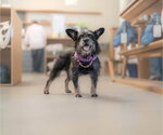 Small #3 Mutt