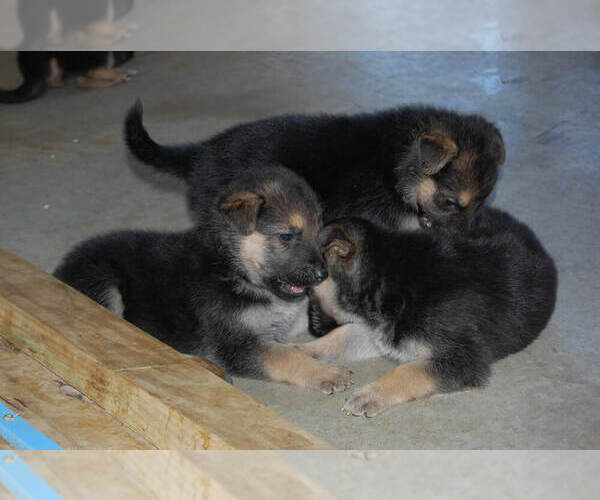 Medium Photo #14 German Shepherd Dog Puppy For Sale in BEULAVILLE, NC, USA