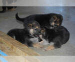 Small Photo #14 German Shepherd Dog Puppy For Sale in BEULAVILLE, NC, USA