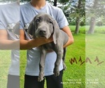 Small Photo #5 Weimaraner Puppy For Sale in GREENWICH, OH, USA