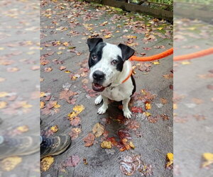 American Pit Bull Terrier-Unknown Mix Dogs for adoption in Derwood, MD, USA