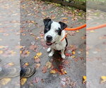 CHICO - Male American Pit Bull Terrier-Unknown Mix Dog for Adoption - Small photo