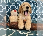 Small Photo #2 Goldendoodle Puppy For Sale in AURORA, CO, USA