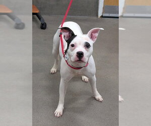 Mutt Dogs for adoption in Forestville, MD, USA