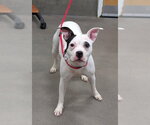Small Mutt
