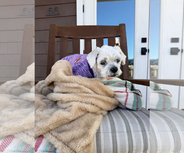 Medium Photo #6 Maltese-Unknown Mix Puppy For Sale in Newport Beach, CA, USA