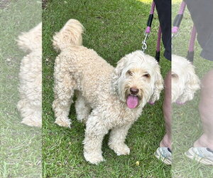 Aussiedoodle Miniature  Dogs for adoption in Garner, NC, USA