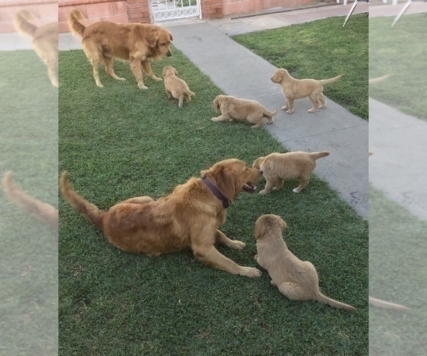 Medium Photo #1 Golden Retriever Puppy For Sale in SANTA ANA, CA, USA