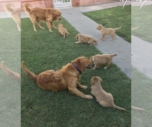 Father of the Golden Retriever puppies born on 04/05/2025