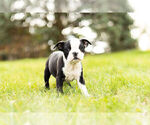 Small Photo #1 Boston Terrier Puppy For Sale in WARSAW, IN, USA
